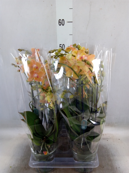 <h4>Phalaenopsis multi.   ...orange</h4>