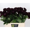 Dahlia Dark Prince Purple