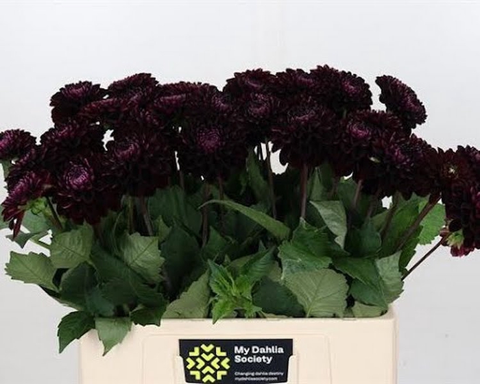 Dahlia Dark Prince Purple