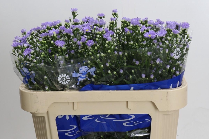 <h4>Aster Cassandra</h4>