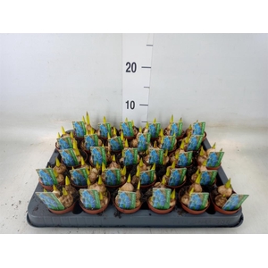 Muscari  'Magic Blue'