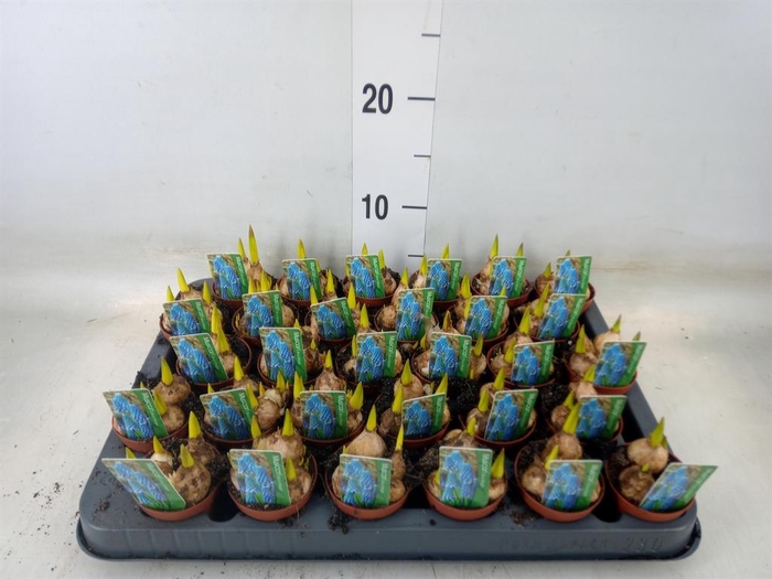 <h4>Muscari  'Magic Blue'</h4>