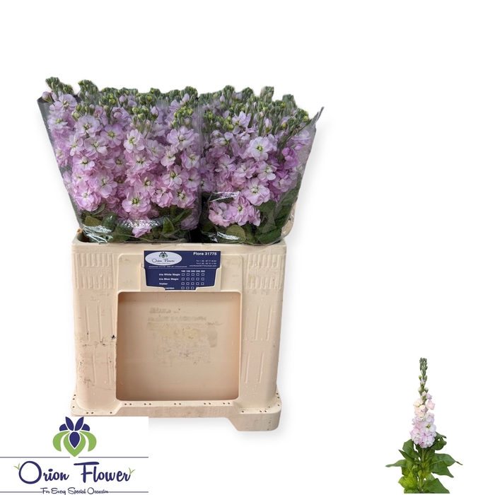 <h4>MATTH FIGARO L ROSE</h4>