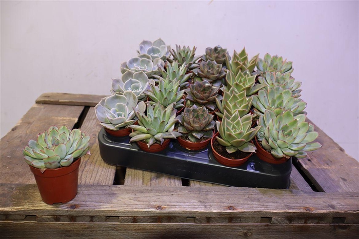 <h4>Echev Gem Op Rij</h4>