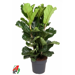 Ficus Lyrata 3PP P34