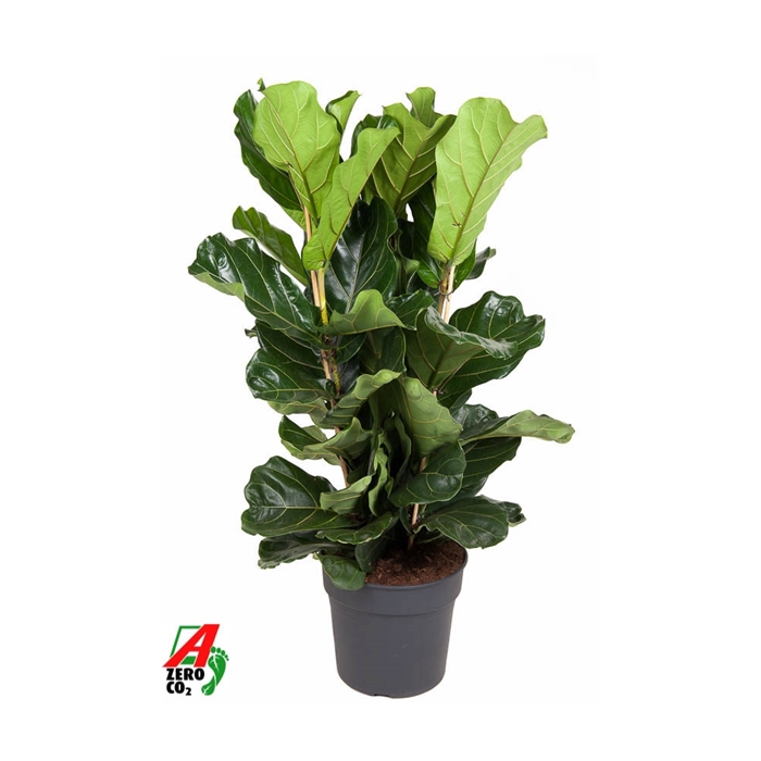 <h4>Ficus Lyrata 3PP P34</h4>