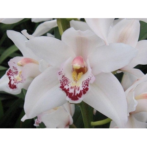 CYMB MI MILKY Leekade X15