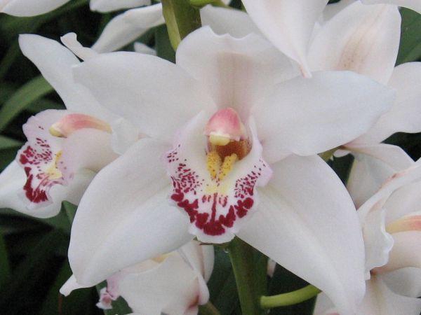 <h4>CYMB MI MILKY Leekade X8</h4>