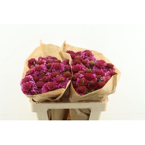 Scab Scoop Bicolor Pink