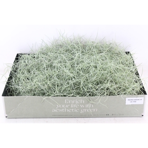 arr3 CP - Usneoides x6