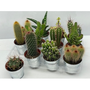 Cactus mix 9,5Ø 12cm Zinc