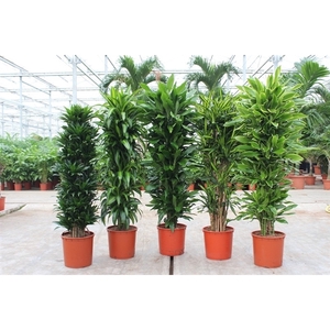 Dracaena fragrans Mixkar 34