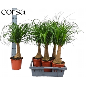 Nolina Recurvata (Beaucarnea) 19Ø 80cm