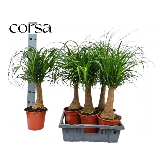 <h4>Nolina Recurvata (Beaucarnea) 19Ø 80cm</h4>