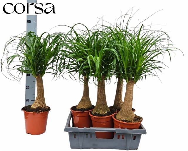 Nolina Recurvata (Beaucarnea) 19Ø 80cm