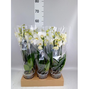 Phalaenopsis ...white
