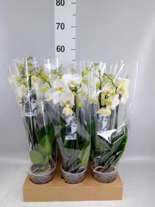 <h4>Phalaenopsis ...white</h4>