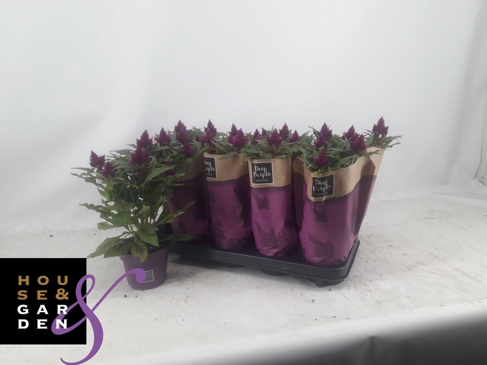 <h4>CEL DEEP PURPLE</h4>