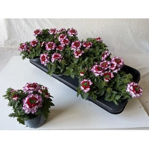 VERBE DRUMS PURP RED