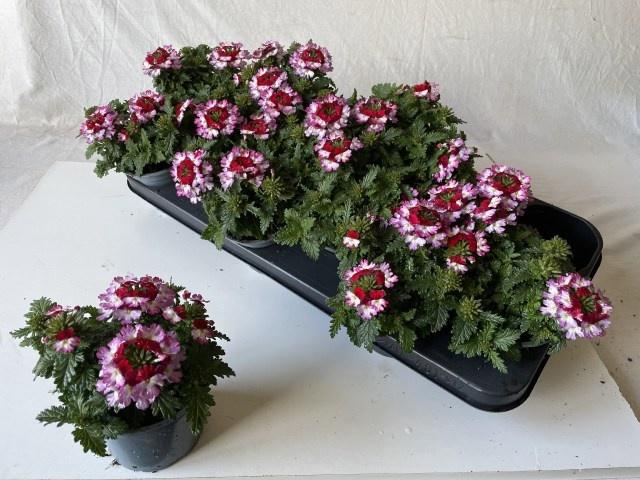 <h4>VERBE DRUMS PURP RED</h4>