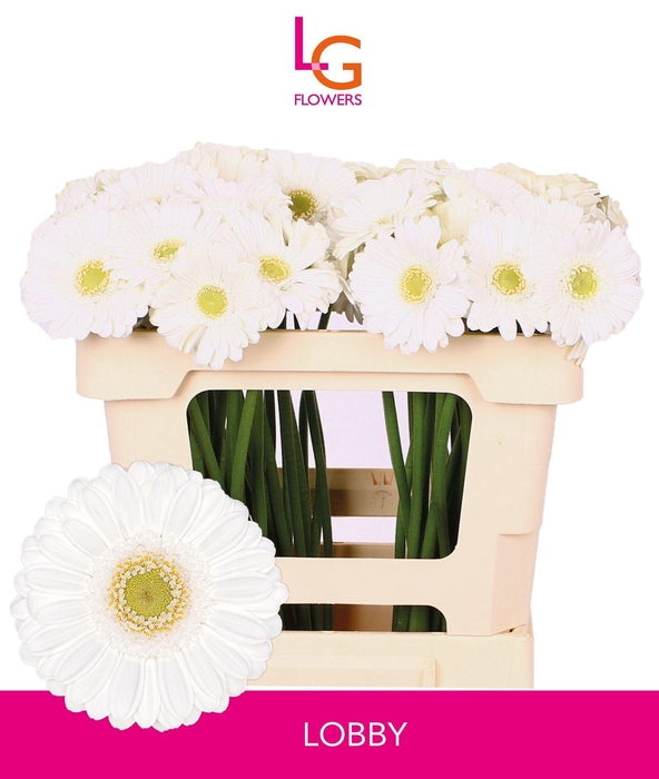 <h4>GERMINI LOBBY</h4>