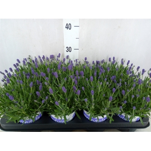 Lavandula angus. 'Hidcote'
