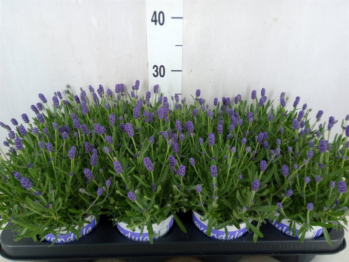 <h4>Lavandula angus. 'Hidcote'</h4>