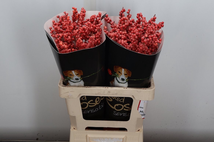 <h4>Ilex Wx Versillia</h4>