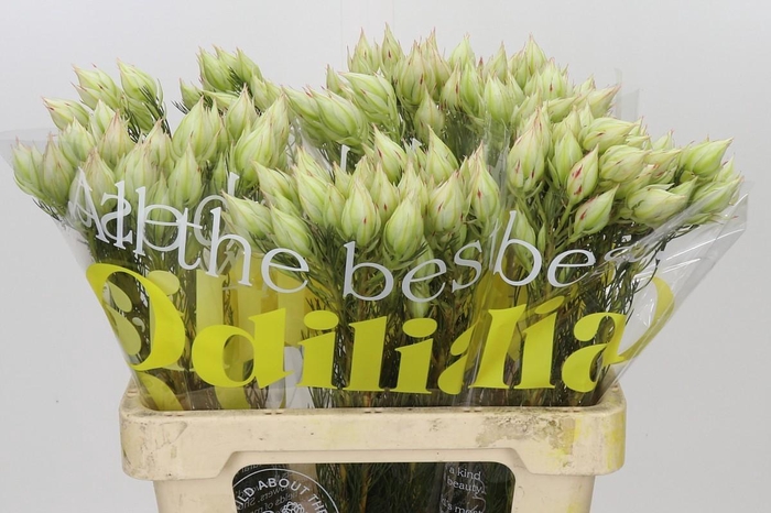 <h4>Blushing Bride 6/9 Flowers</h4>