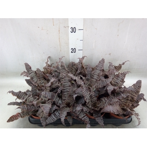 Cryptanthus zonatus