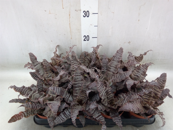 <h4>Cryptanthus zonatus</h4>