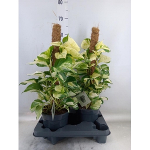 Epipremnum pinn. 'Manjula'