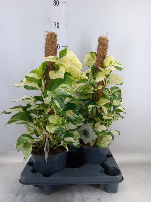 <h4>Epipremnum pinn. 'Manjula'</h4>