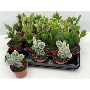 711 Opuntia Mix 8,5 cm