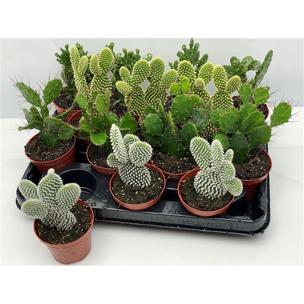 <h4>711 Opuntia Mix 8,5 cm</h4>