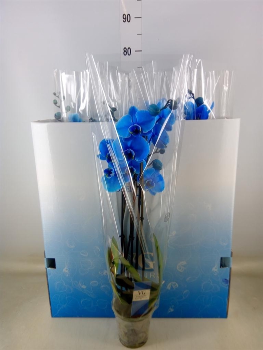 <h4>Phalaenopsis   ...</h4>