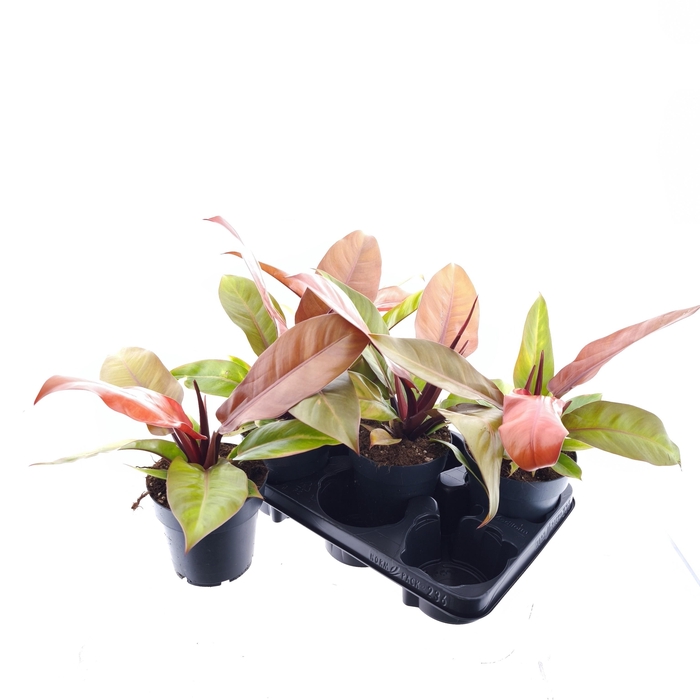 <h4>PHIL PRIN OF ORANGE</h4>