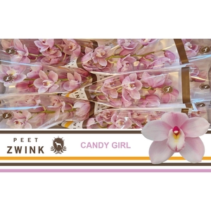 CYMB T CANDY GIRL