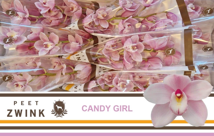 <h4>CYMB T CANDY GIRL</h4>