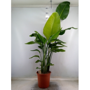 Strelitzia nicolai