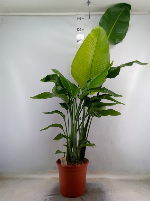<h4>Strelitzia nicolai</h4>