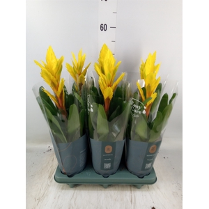 Vriesea  'Intenso Yellow'