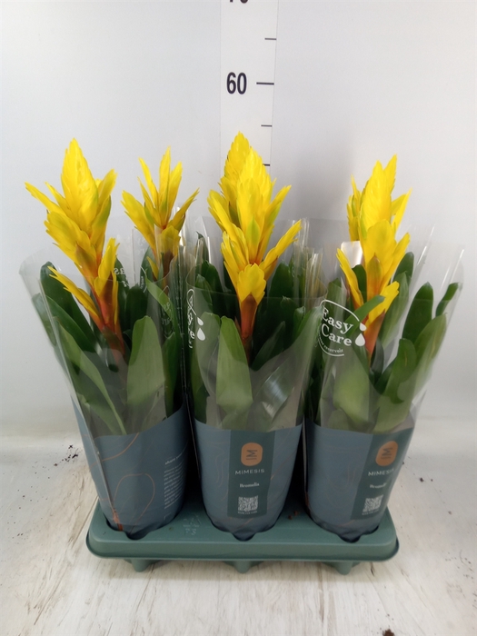 <h4>Vriesea  'Intenso Yellow'</h4>
