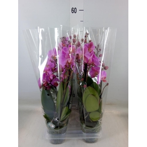 Phalaenopsis   ...