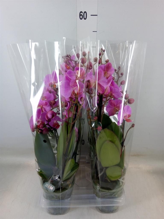 <h4>Phalaenopsis   ...</h4>
