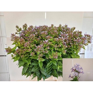 PHLOX P MISS LOLITA