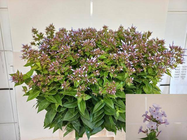 <h4>PHLOX P MISS LOLITA</h4>