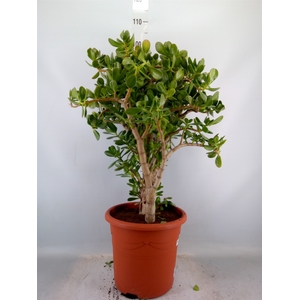 Crassula ovata