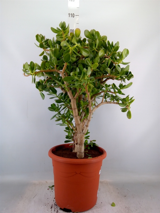 <h4>Crassula ovata</h4>