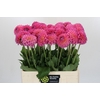 Dahlia Esli